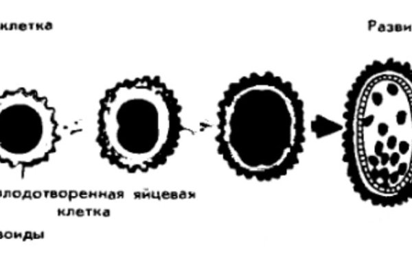 Kra39cc